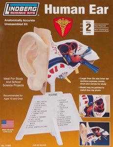 LINDBERG 7 1/4" HUMAN EAR MODEL KIT BODY PARTS MALE FEMALE SCIENCE 71308 BNIB